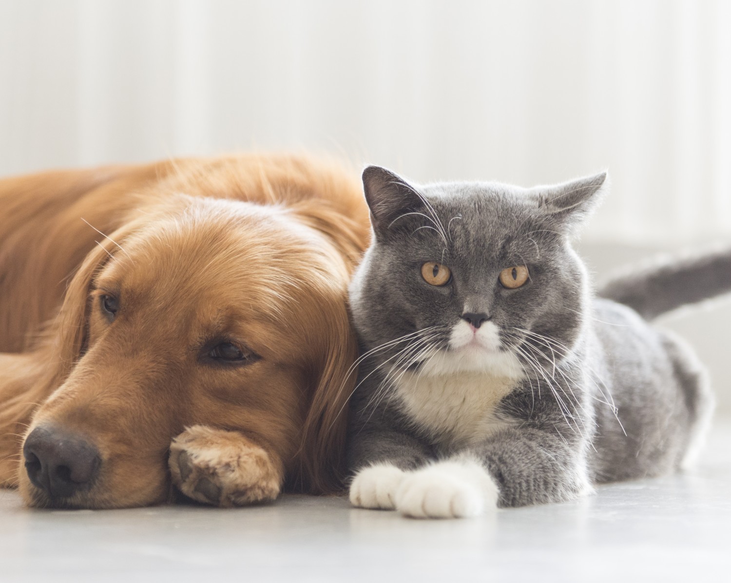 Golden Retriever and Grey and White Cat