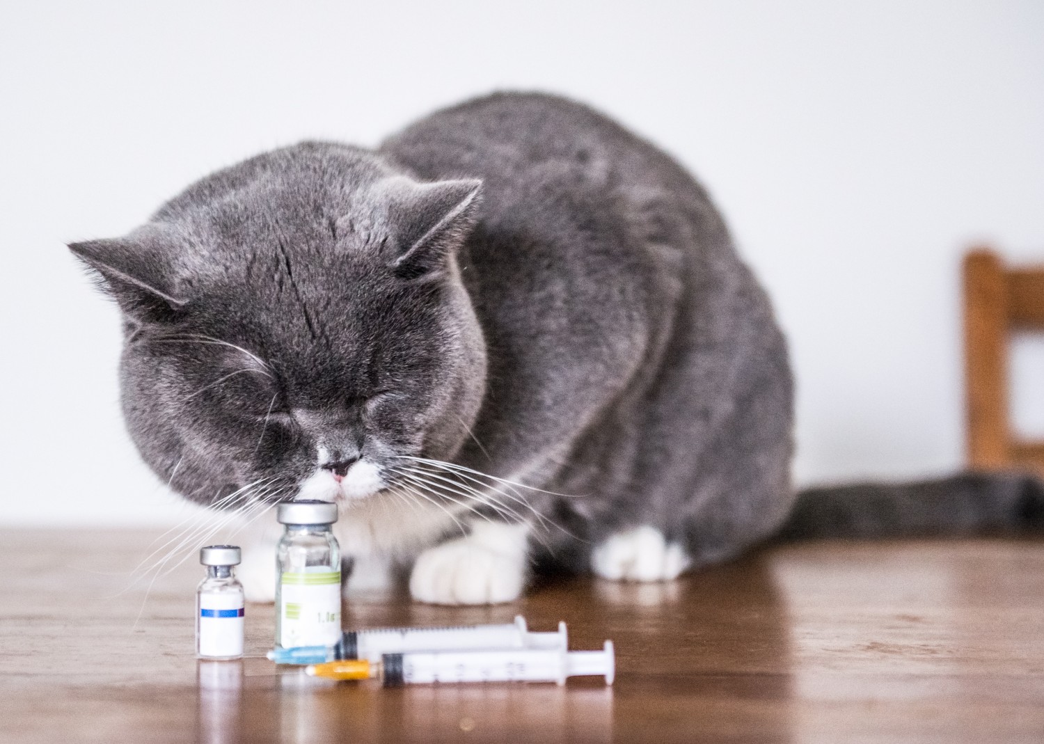 Cat with Vaccines