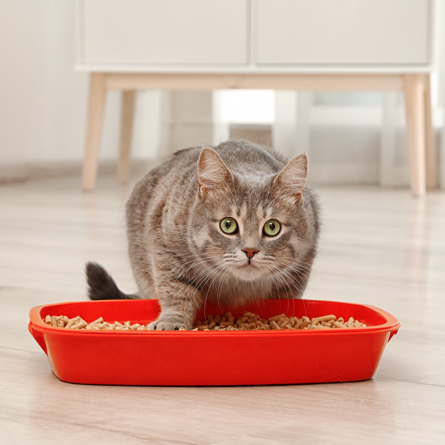 Cat eating from bowl