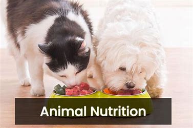 Animal Nutrition